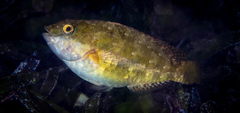 Scarus rivulatus