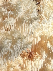 Hericium abietis