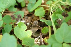 Triumfetta procumbens