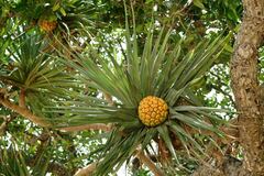 Pandanus tectorius
