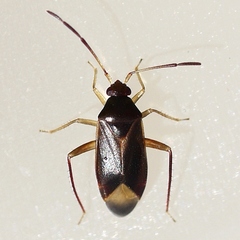 Ceratocapsus