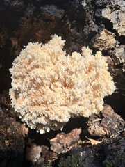 Hericium abietis