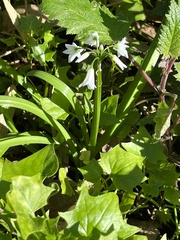 Allium triquetrum
