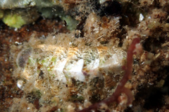 Craspedoplax variabilis