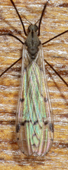 Limoniinae