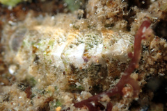 Craspedoplax variabilis