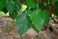 Hernandia nymphaeifolia