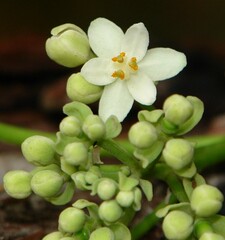 Hernandia nymphaeifolia
