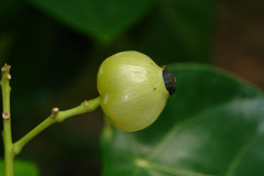 Hernandia nymphaeifolia