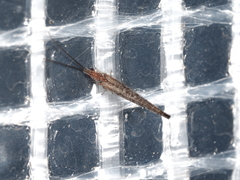 Stenobiella