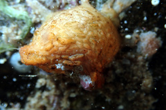Pyura fissa