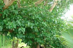 Hernandia nymphaeifolia