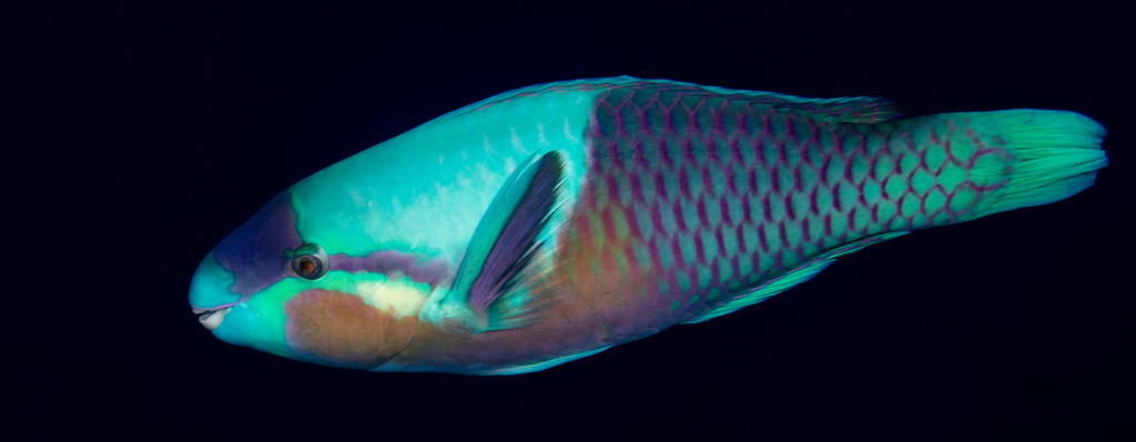 Blue-Bridle Parrotfish