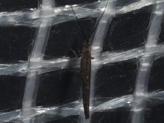 Stenobiella