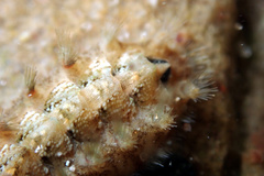 Acanthochitona bednalli