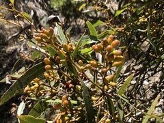 Eucalyptus oleosa