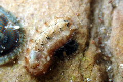 Acanthochitona bednalli