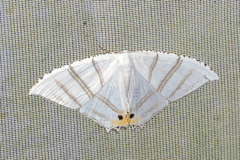 Epiplema albipennaria