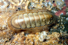 Ischnochiton cariosus