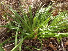 Amaryllis belladonna