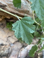 Sphaeralcea incana