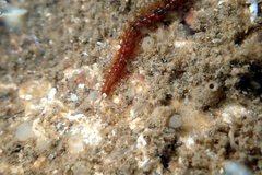 Eunicidae