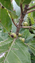Ficus hispida