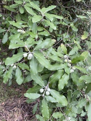Pittosporum ralphii