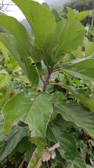 Ficus hispida