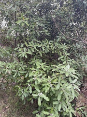 Pittosporum ralphii