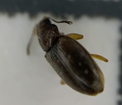 Corticariinae