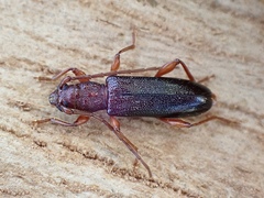 Callidiopis praecox