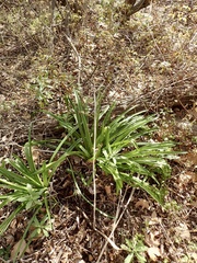 Amaryllis belladonna