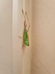 Conocephalus semivittatus
