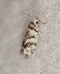 Lichenaula onychotypa