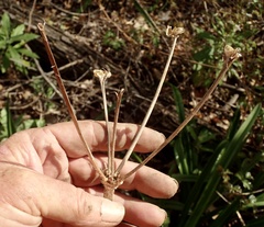 Amaryllis belladonna