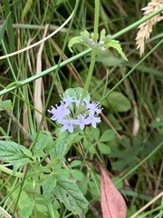 Mentha australis