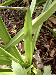 Amaryllis belladonna