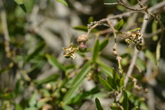 Sapium haematospermum
