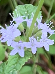 Mentha australis