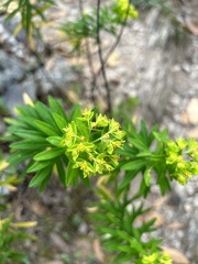 Heimia salicifolia