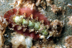 Acanthochitona kimberi