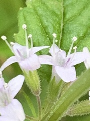 Mentha australis