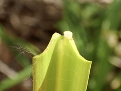 Amaryllis belladonna