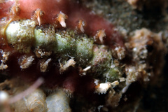 Acanthochitona kimberi