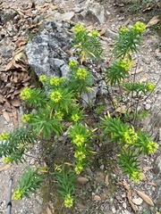Heimia salicifolia