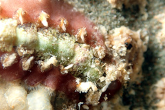 Acanthochitona kimberi