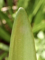 Amaryllis belladonna