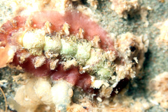 Acanthochitona kimberi