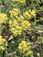 Lomatium macrocarpum